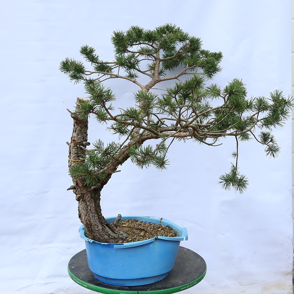 Pinus sylvestris Spanje - grove den
