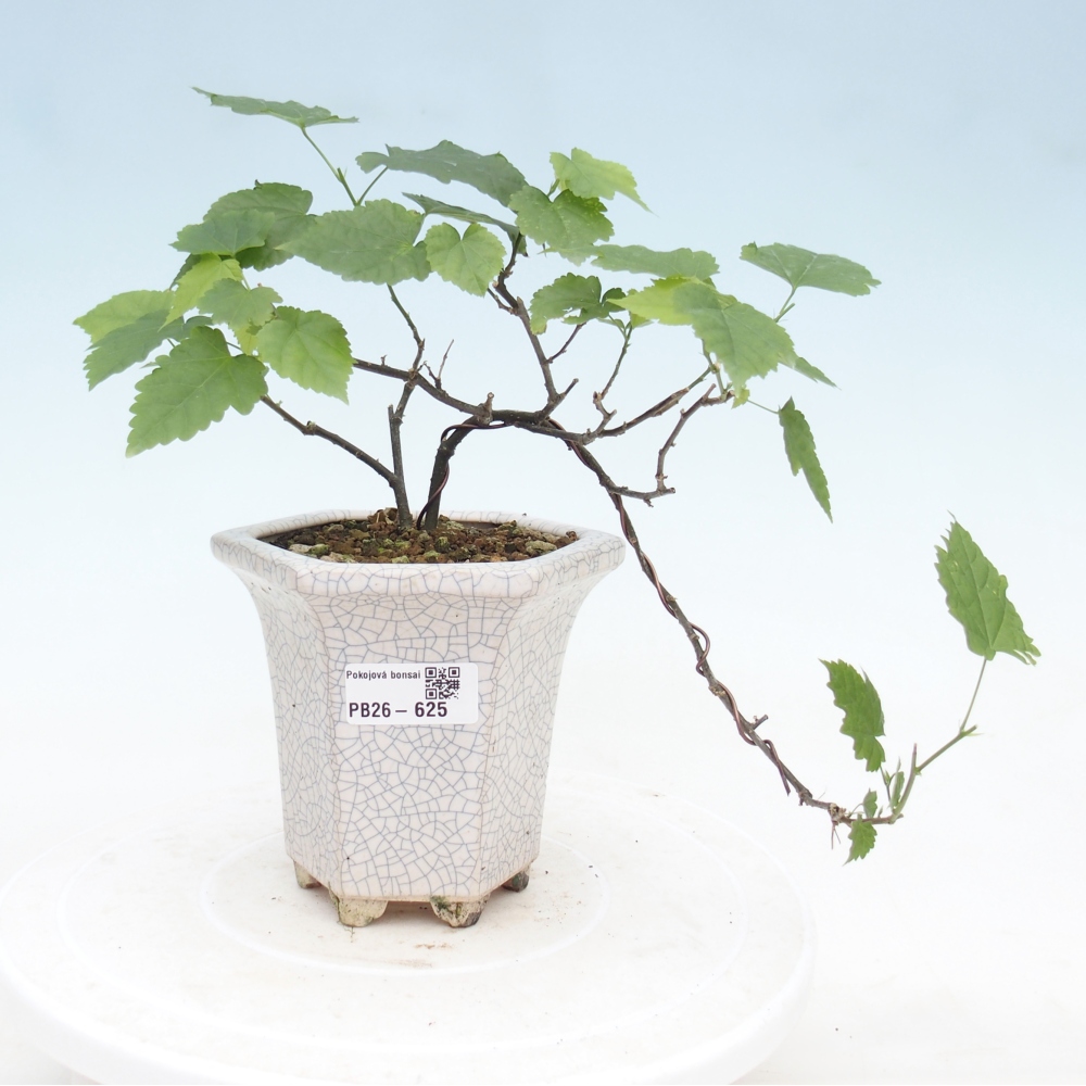 Bonsai voor binnen - Abutilon Big Bell - Cloudberry