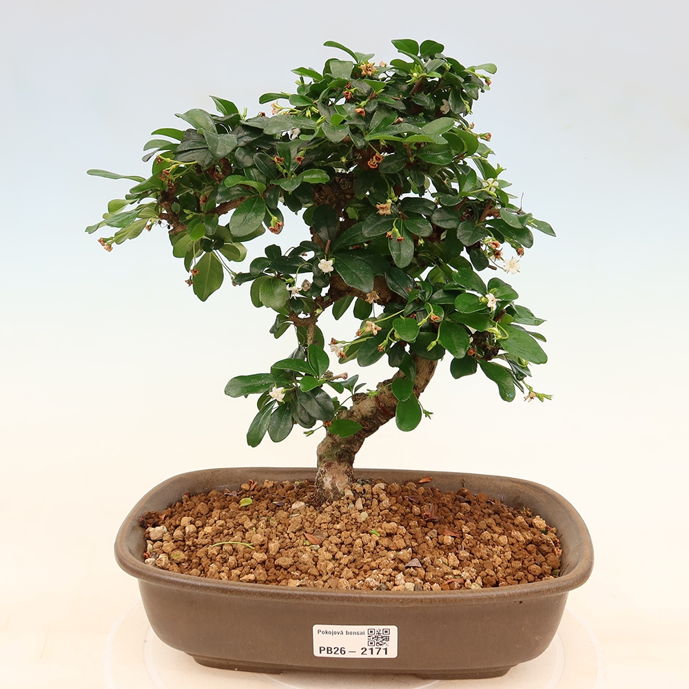Kamerbonsai - Carmona macrophylla - Thee fuki