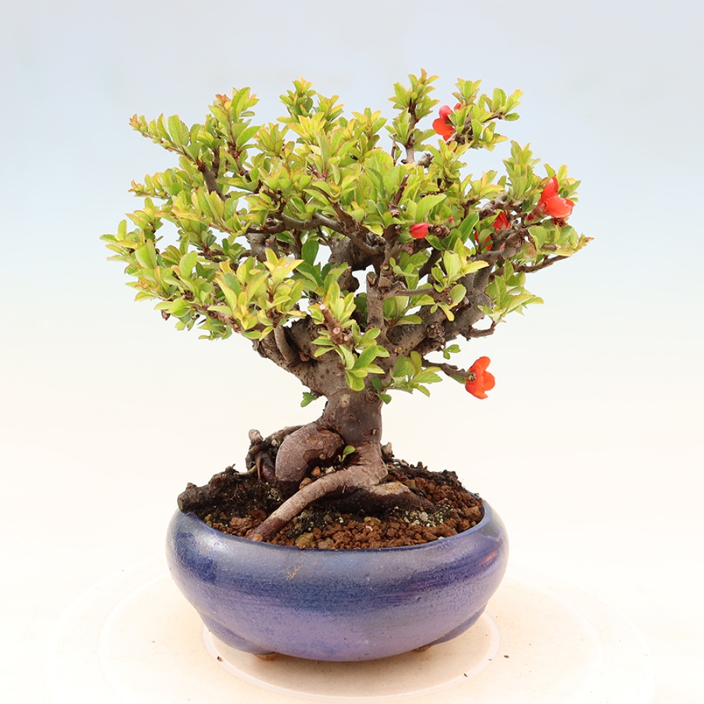 Bonsai voor buiten - Chaneomeles speciosa Chojubai