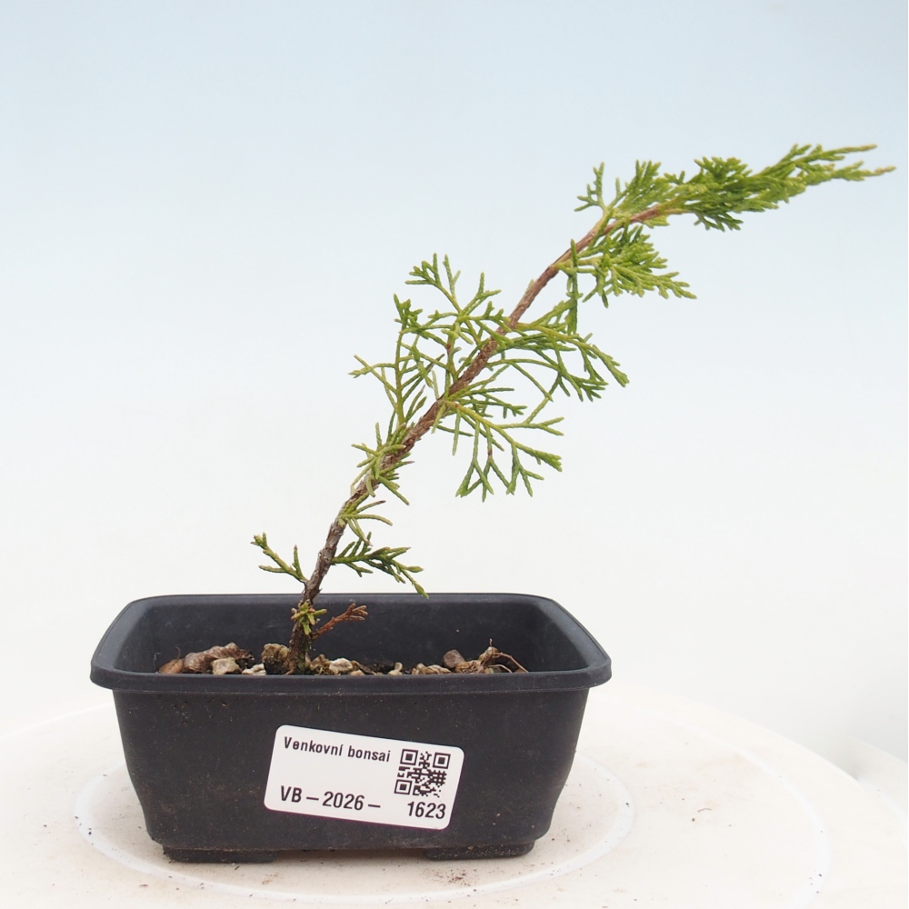 Bonsai voor buiten - Juniperus chinensis Itoigawa
