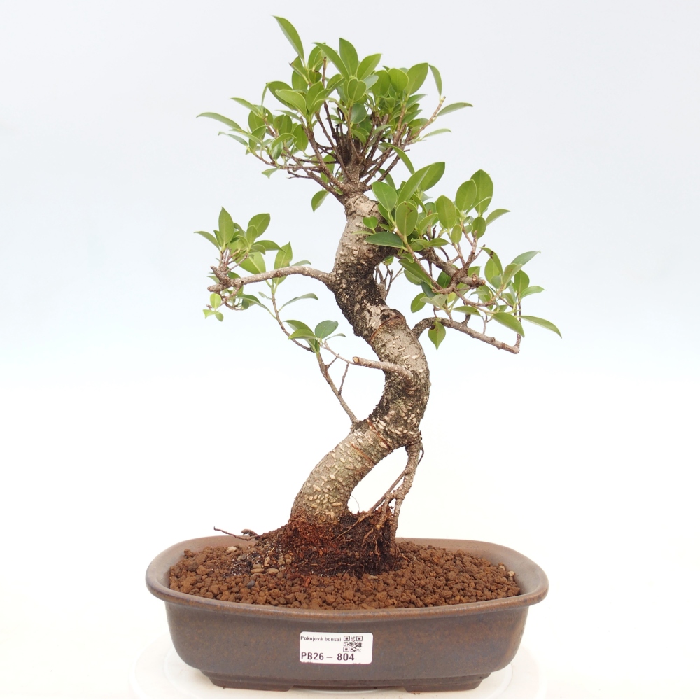 Kamerbonsai - Ficus kimmen - kleinbladige ficus