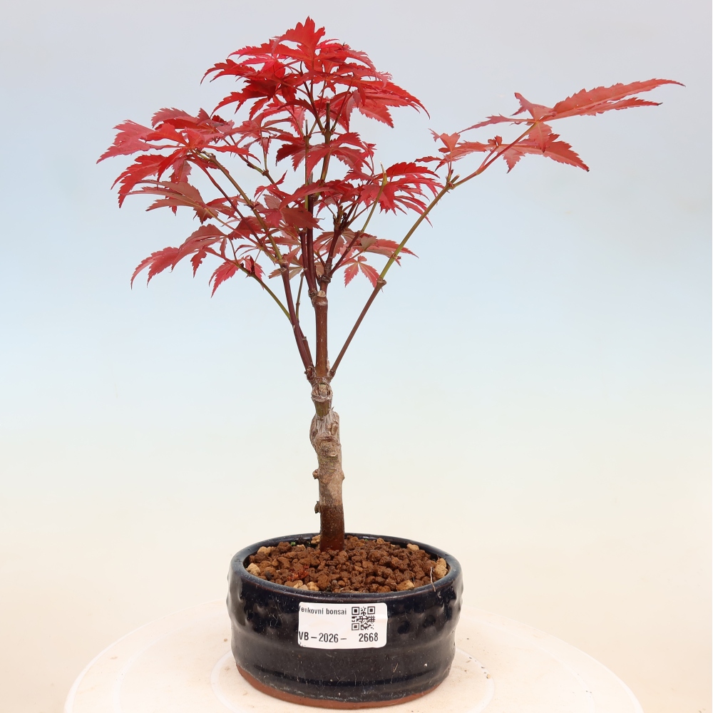 Bonsai voor buiten - Acer palm. Atropurpureum-Javorpalm