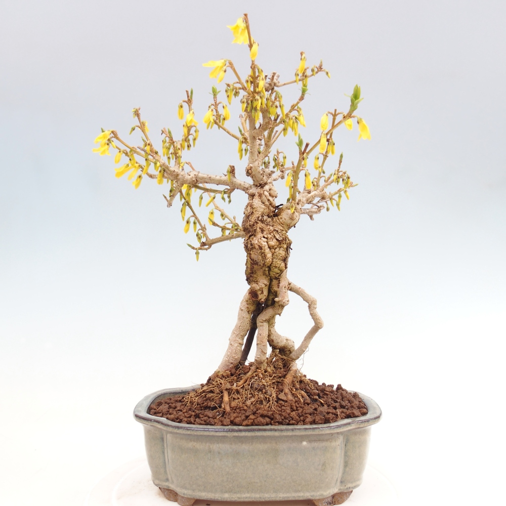 Bonsai voor buiten - Zlatice - Forsythia koreana