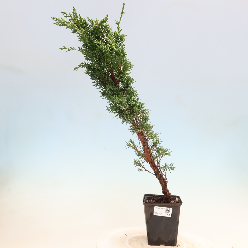 Bonsai voor buiten - Juniperus chinensis Kishu