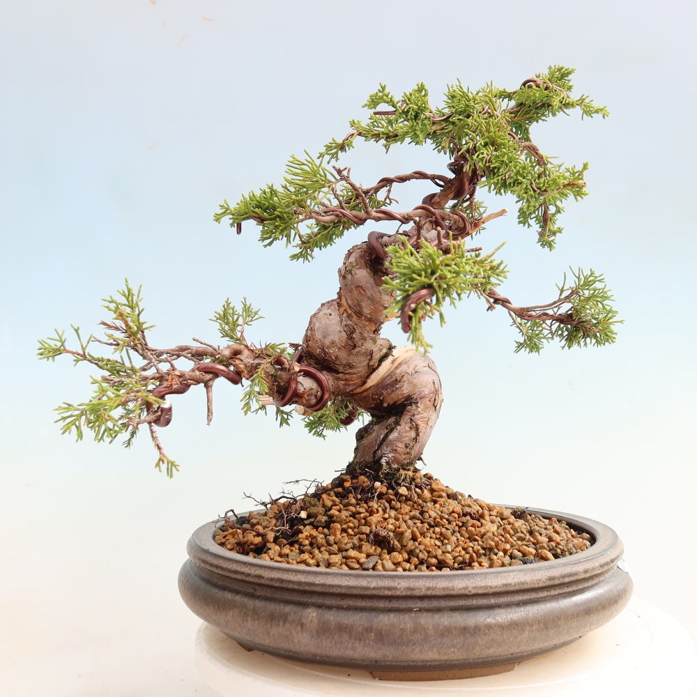 Bonsai voor buiten - Juniperus chinensis Itoigawa-Juniperus chinensis