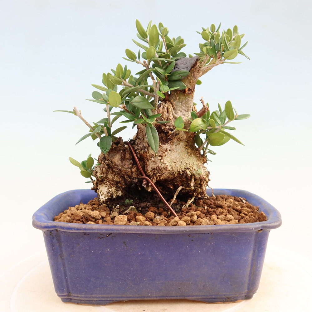 Bonsai voor binnen - Olea europaea sylvestris