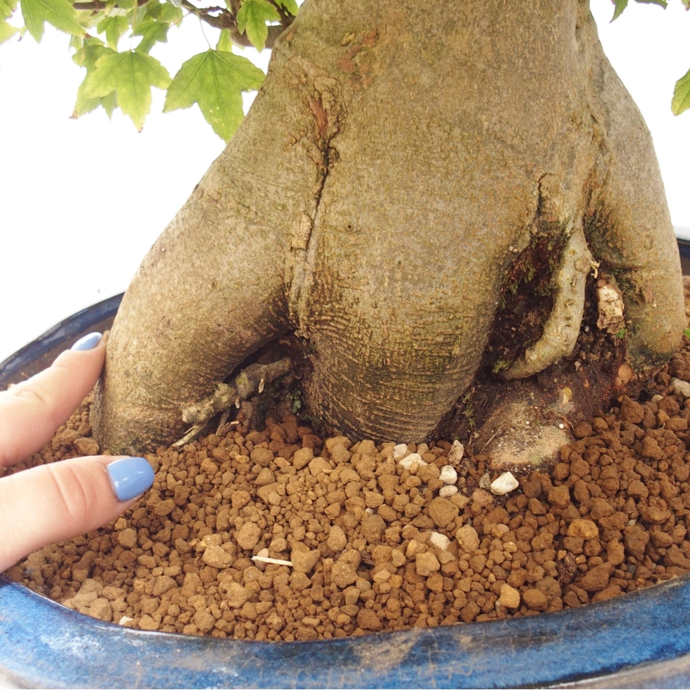Bonsai voor buiten - Acer Buergerianum - Burgeresdoorn