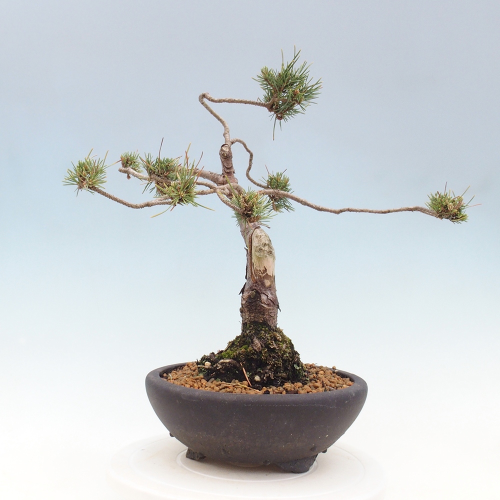 Bonsai voor buiten - Pinus Sylvestris Watererri - grove den