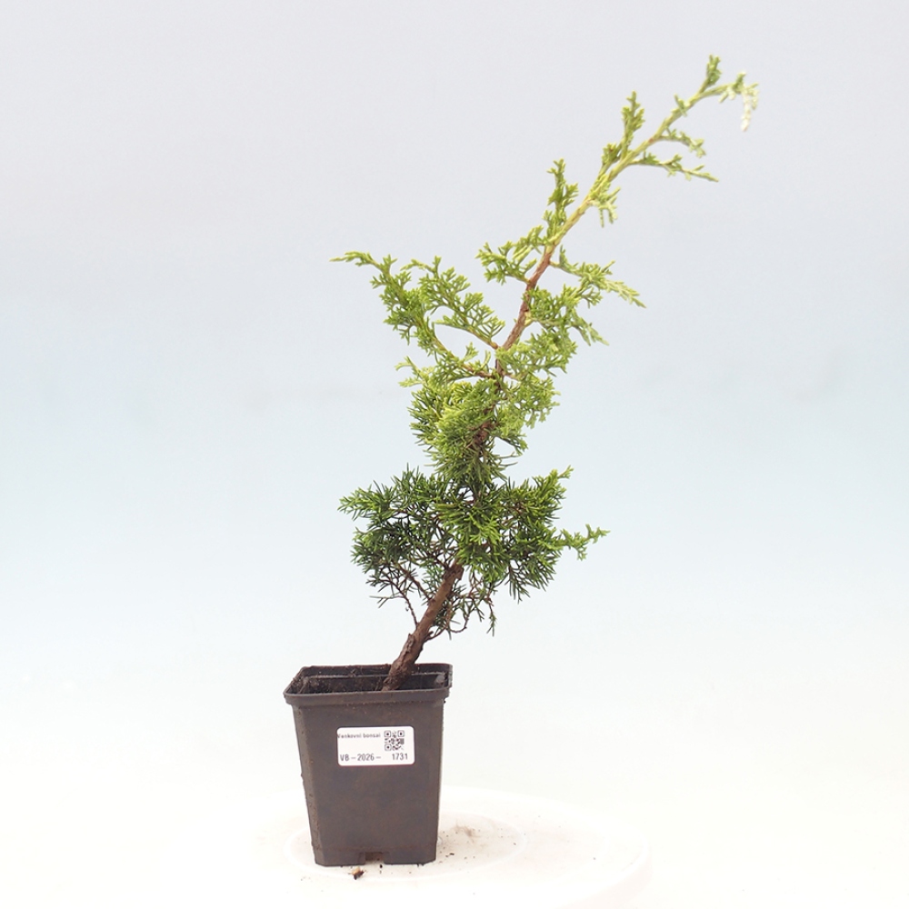 Bonsai voor buiten - Juniperus chinensis Itoigawa