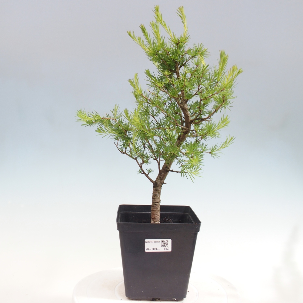 Bonsai voor buiten -Larix decidua - Lariks