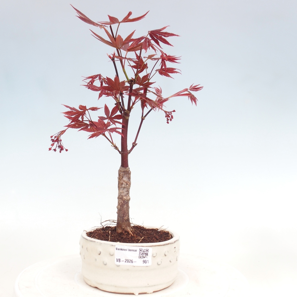 Bonsai voor buiten - Acer palm. Atropurpureum-Javorpalm