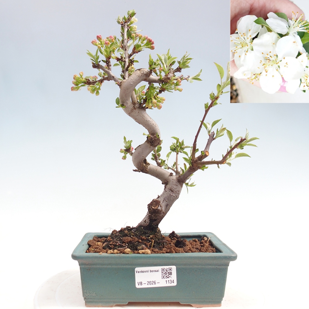 Bonsai voor buiten - Malus sargentii - Appelboom met kleine vruchten