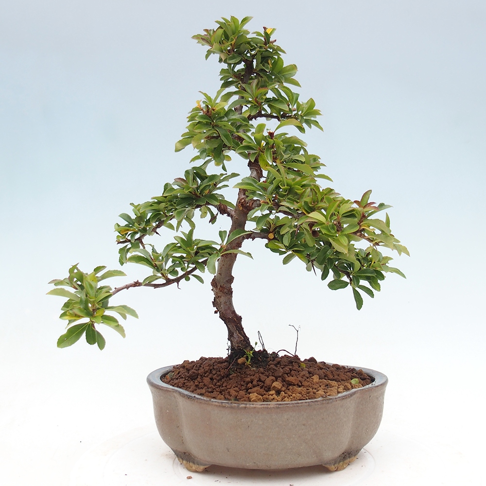 Bonsai-Pyracantha Teton voor buiten -Hlox