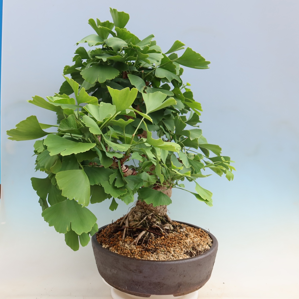 Bonsai voor buiten - Ginkgo biloba