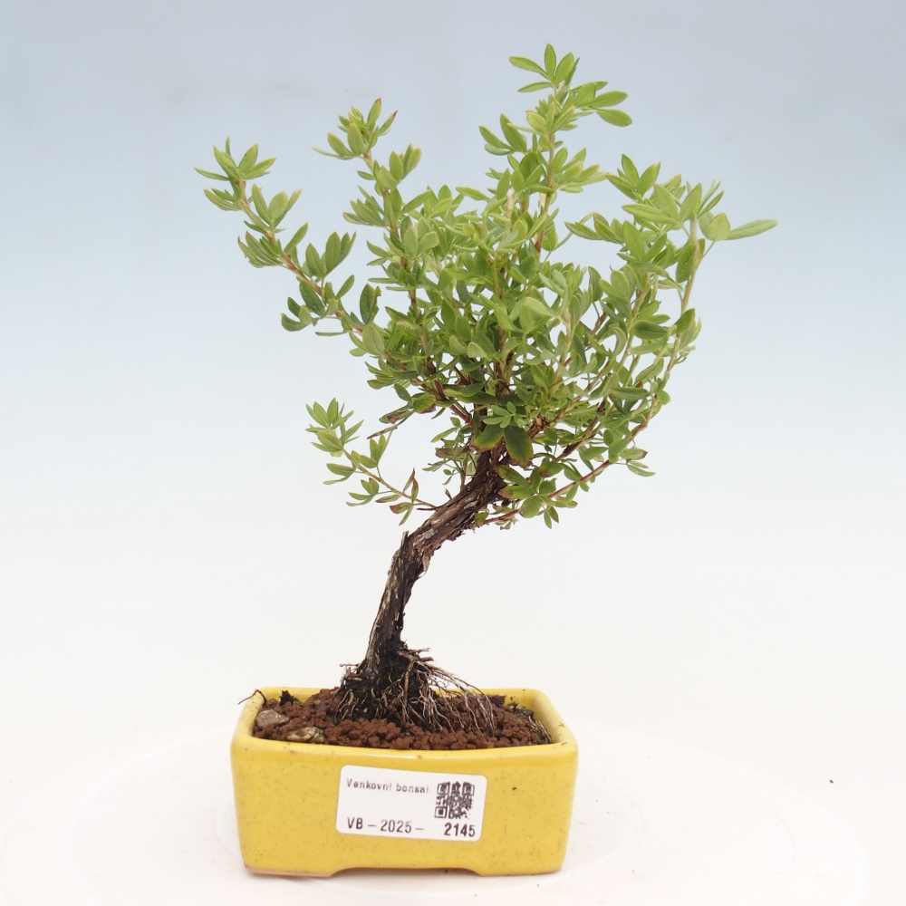 Bonsai voor buiten - Potentila fruticosa gele vogel