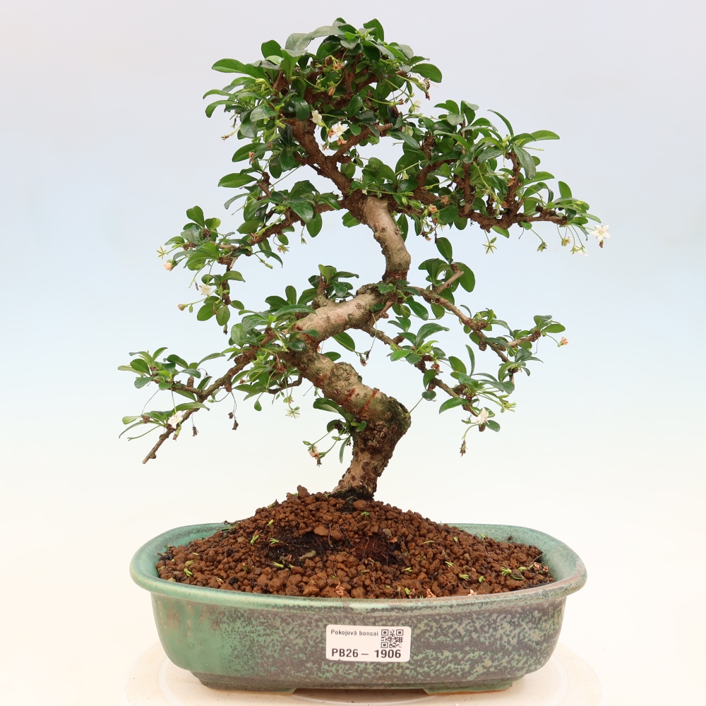 Kamerbonsai - Carmona macrophylla - Thee fuki