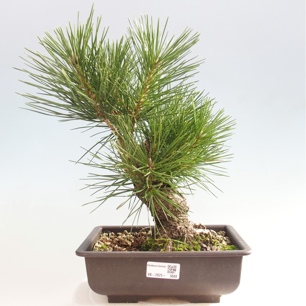 Bonsai voor buiten - Pinus thunbergii - Thunberg den