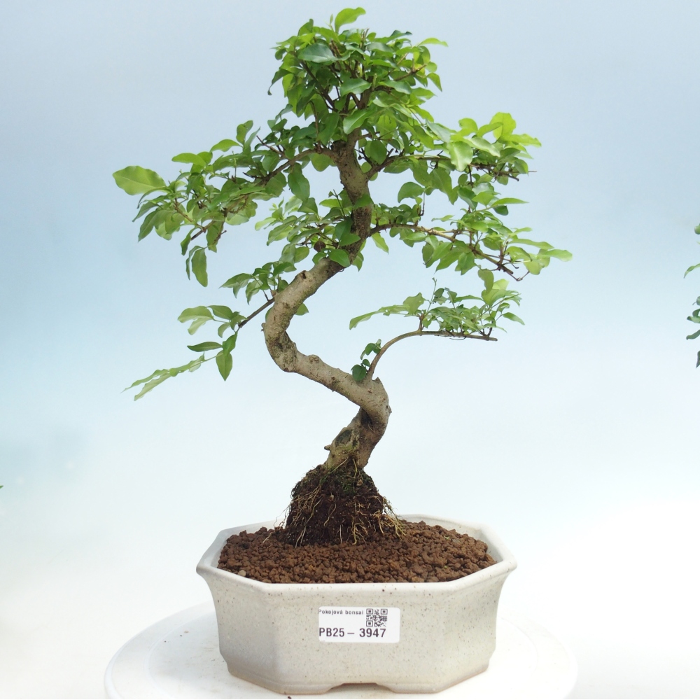 Kamerbonsai -Ligustrum chinensis - Vogelsnavel
