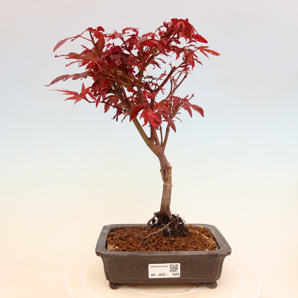 Buitenbonsai - Palmbladige esdoorn  - Acer palmatum Berry Broom 