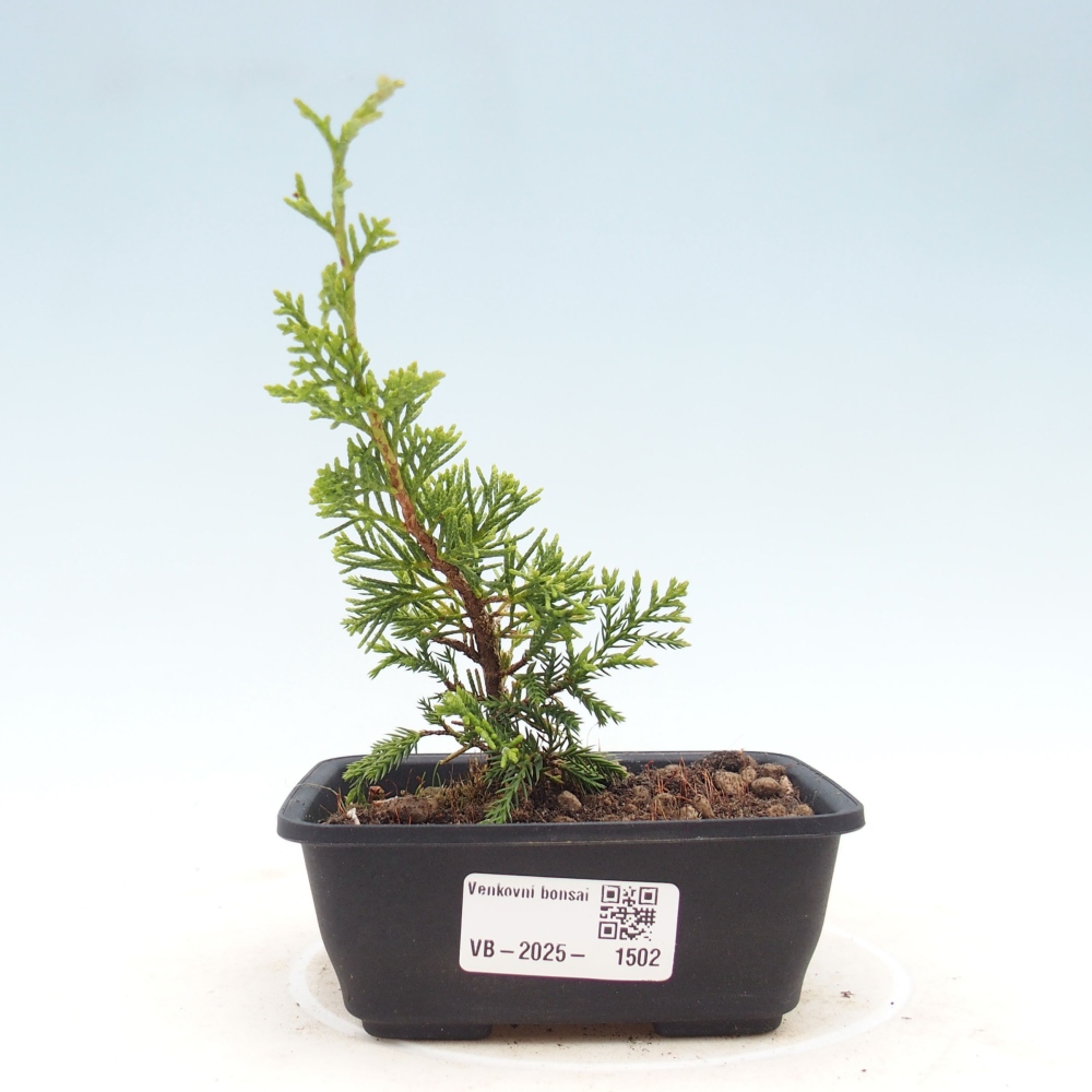 Bonsai voor buiten - Juniperus chinensis Itoigawa