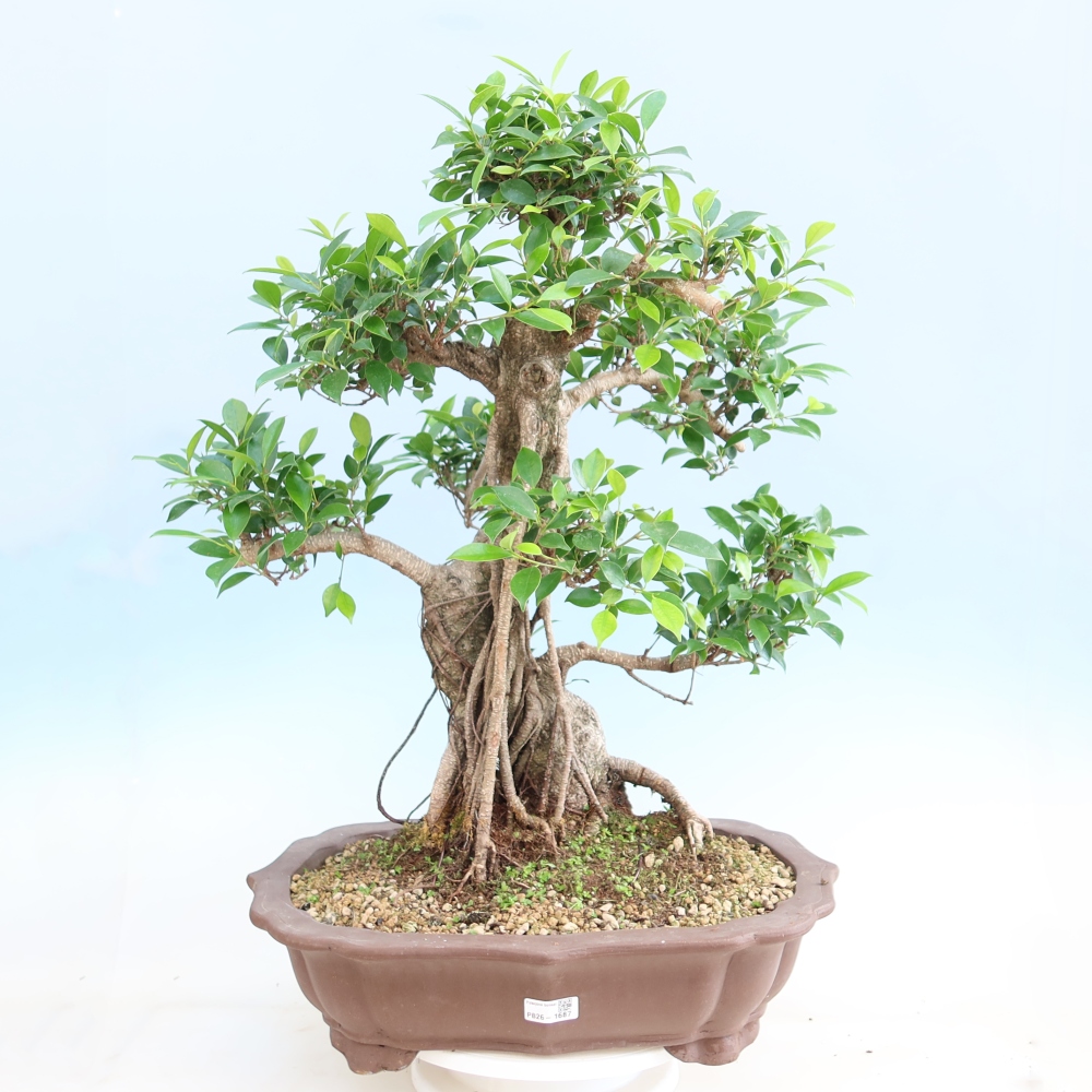 Kamerbonsai - Ficus kimmen - kleinbladige ficus