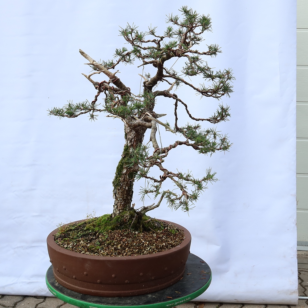 Pinus sylvestris Spanje - grove den