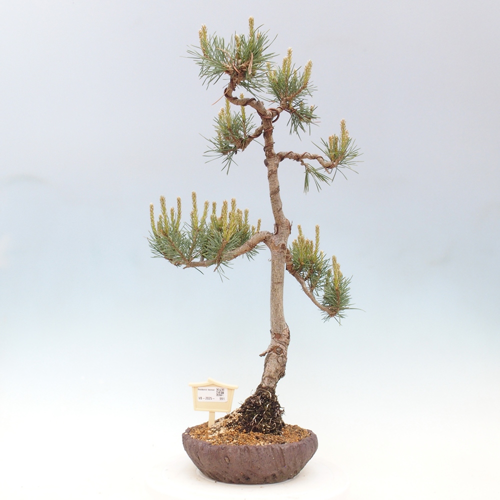 Bonsai voor buiten - Pinus Sylvestris Watererri - grove den