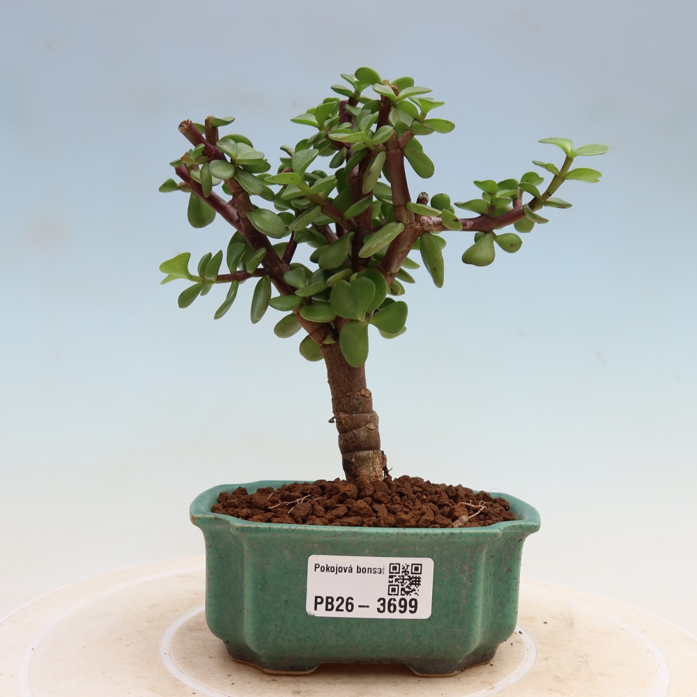 Kamerbonsai - Portulakaria Afra - Tlustice