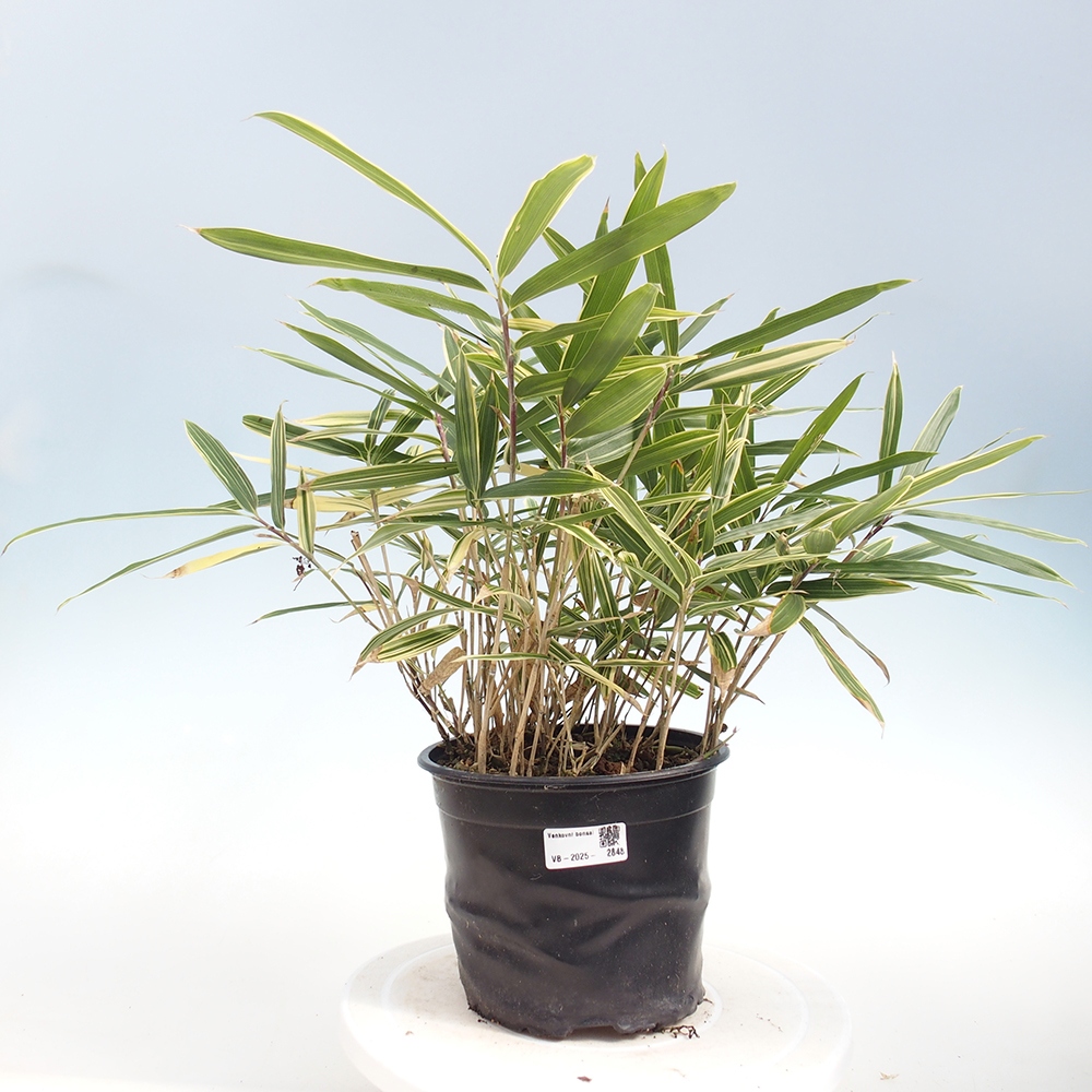 Bonsai voor buiten - Sasaella masamuneana Albostriata - Bamboe