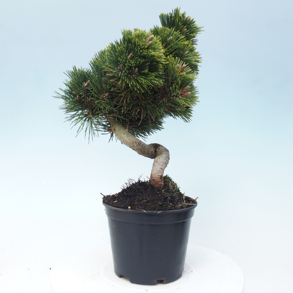 Bonsai voor buiten - Pinus thunbergii senjyumaru - Thunberg den