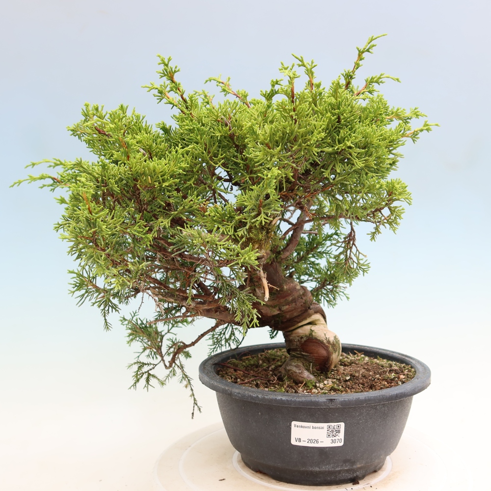 Bonsai voor buiten - Juniperus chinensis Itoigawa-Juniperus chinensis