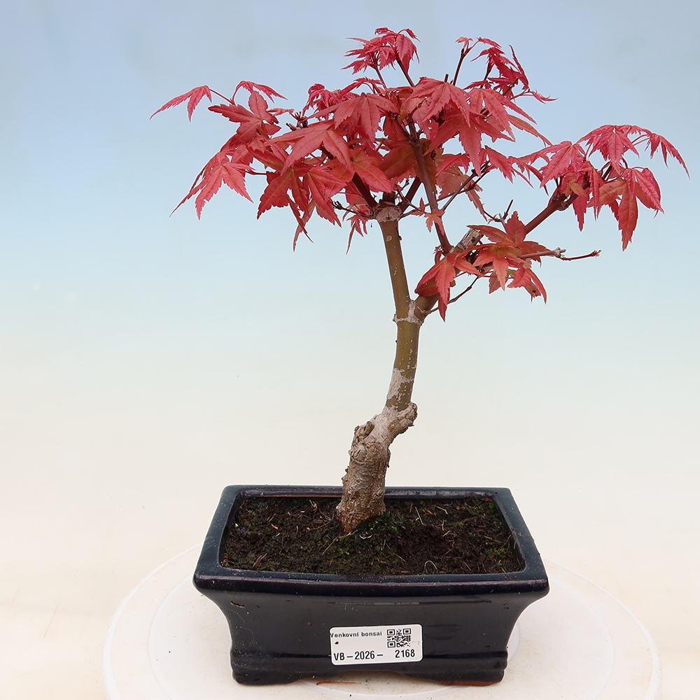 Bonsai voor buiten - Acer palmatum DESHOJO