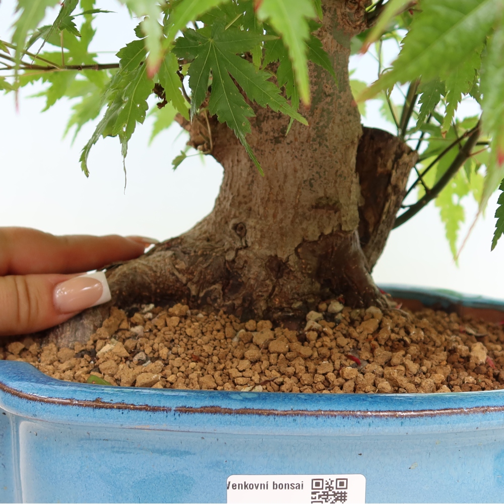 Bonsai voor buiten - Esdoorn Burger - Acer Burgerianum