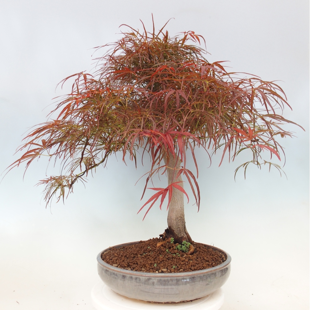 Bonsai voor buiten - Acer palmatum RED PYGMY