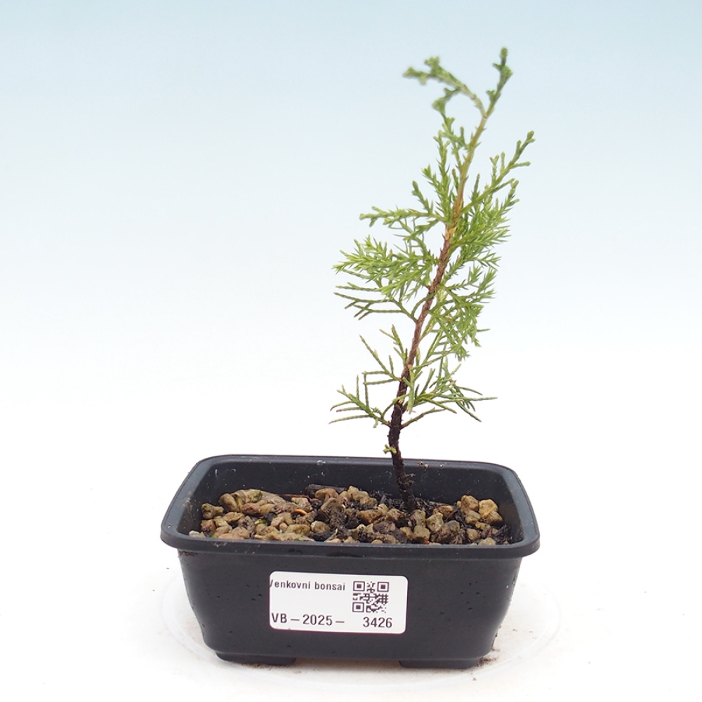 Bonsai voor buiten - Juniperus chinensis Itoigawa
