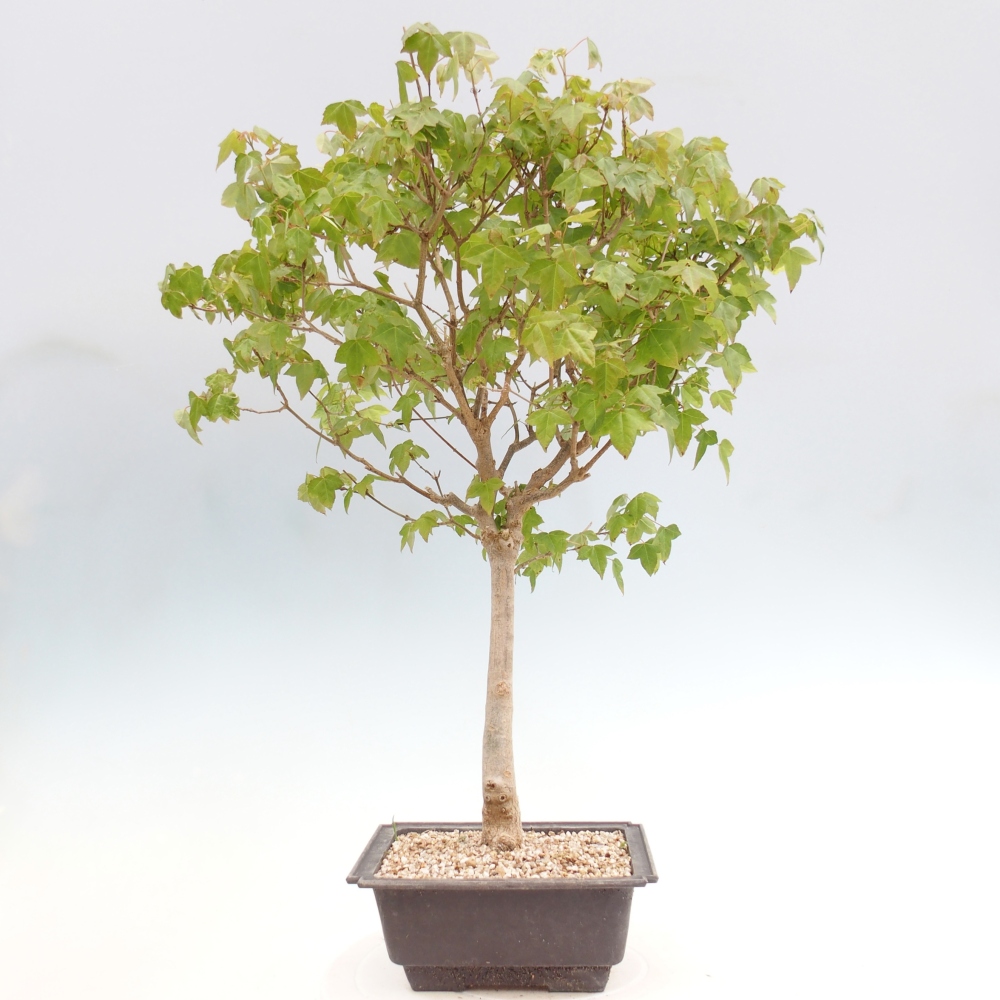 Bonsai voor buiten - Acer Buergerianum - Burgeresdoorn
