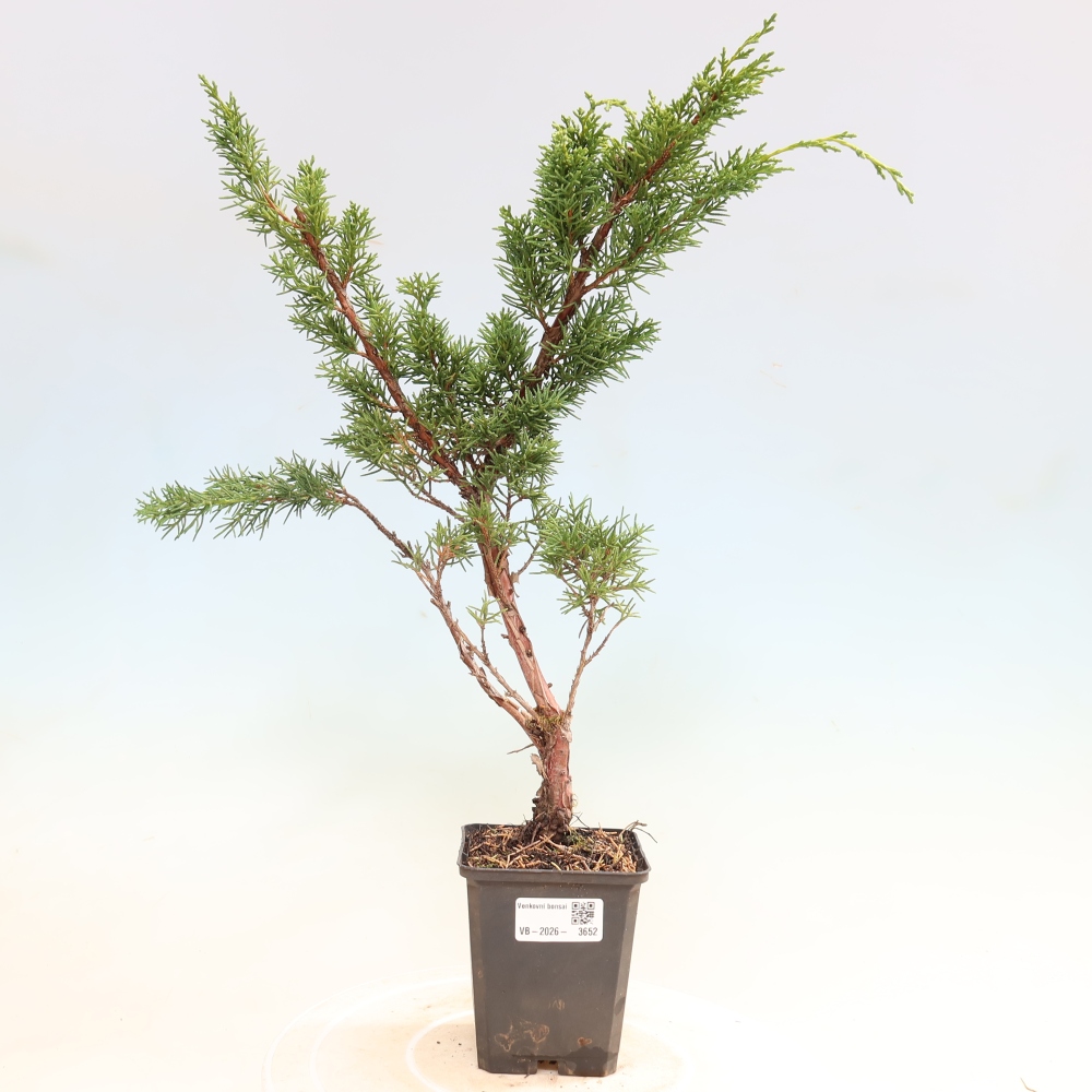 Bonsai voor buiten - Juniperus chinensis Kishu