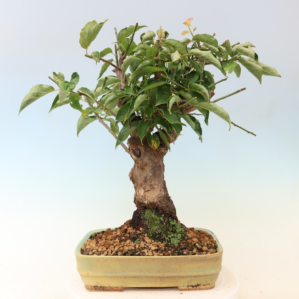 Bonsai voor buiten – Japanse abrikoos – Prunus Mume