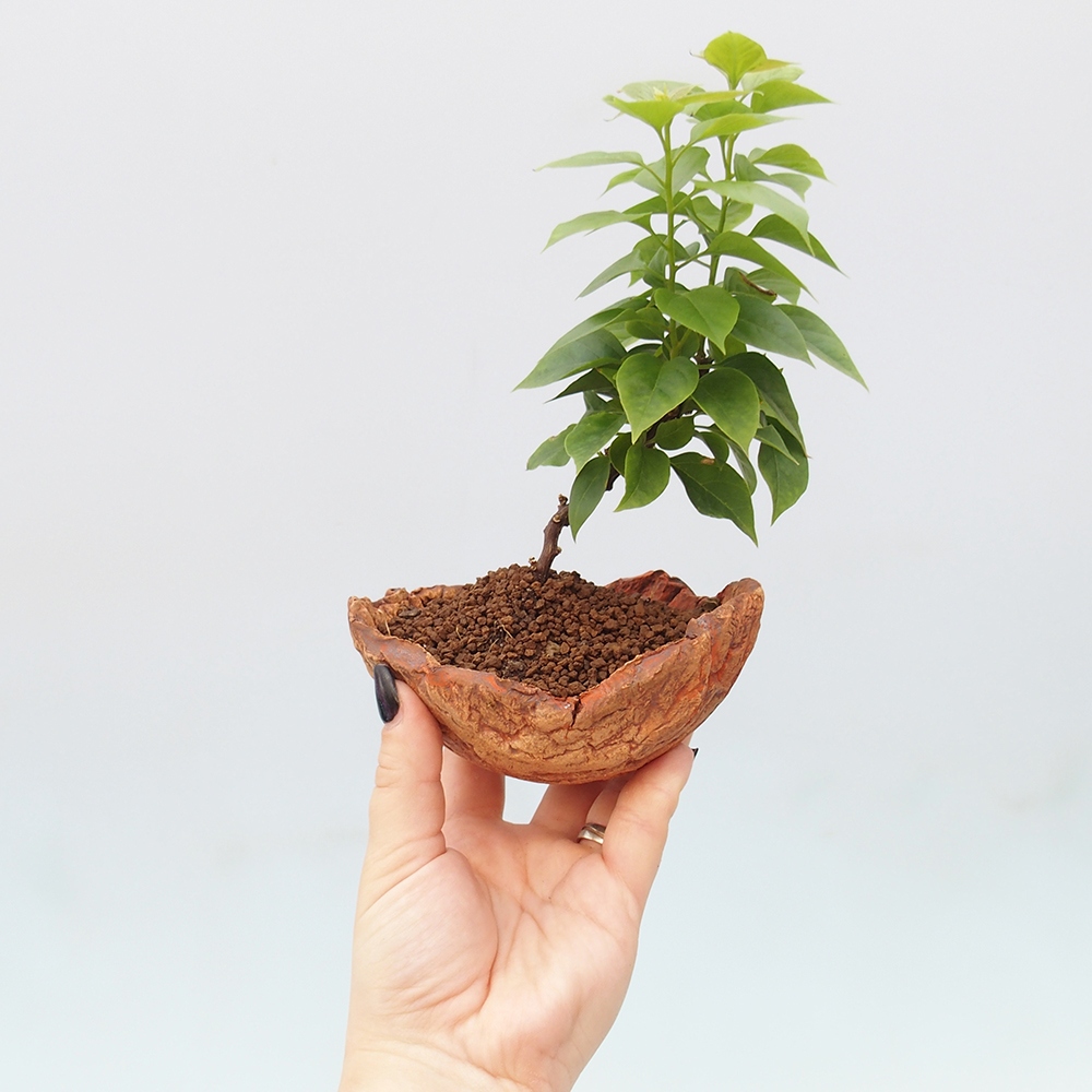 Kamerbonsai - Bouganwilea