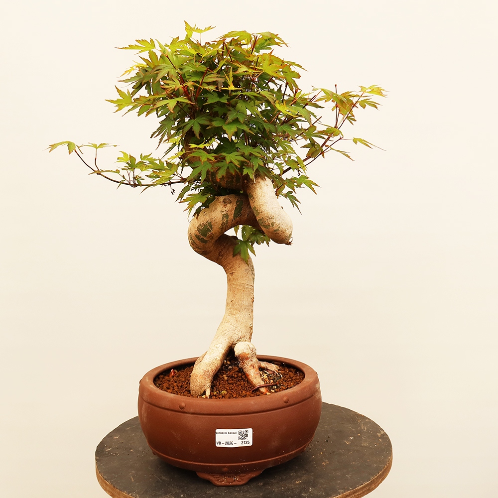 Bonsai voor buiten - Esdoorn palmatum - Palmen