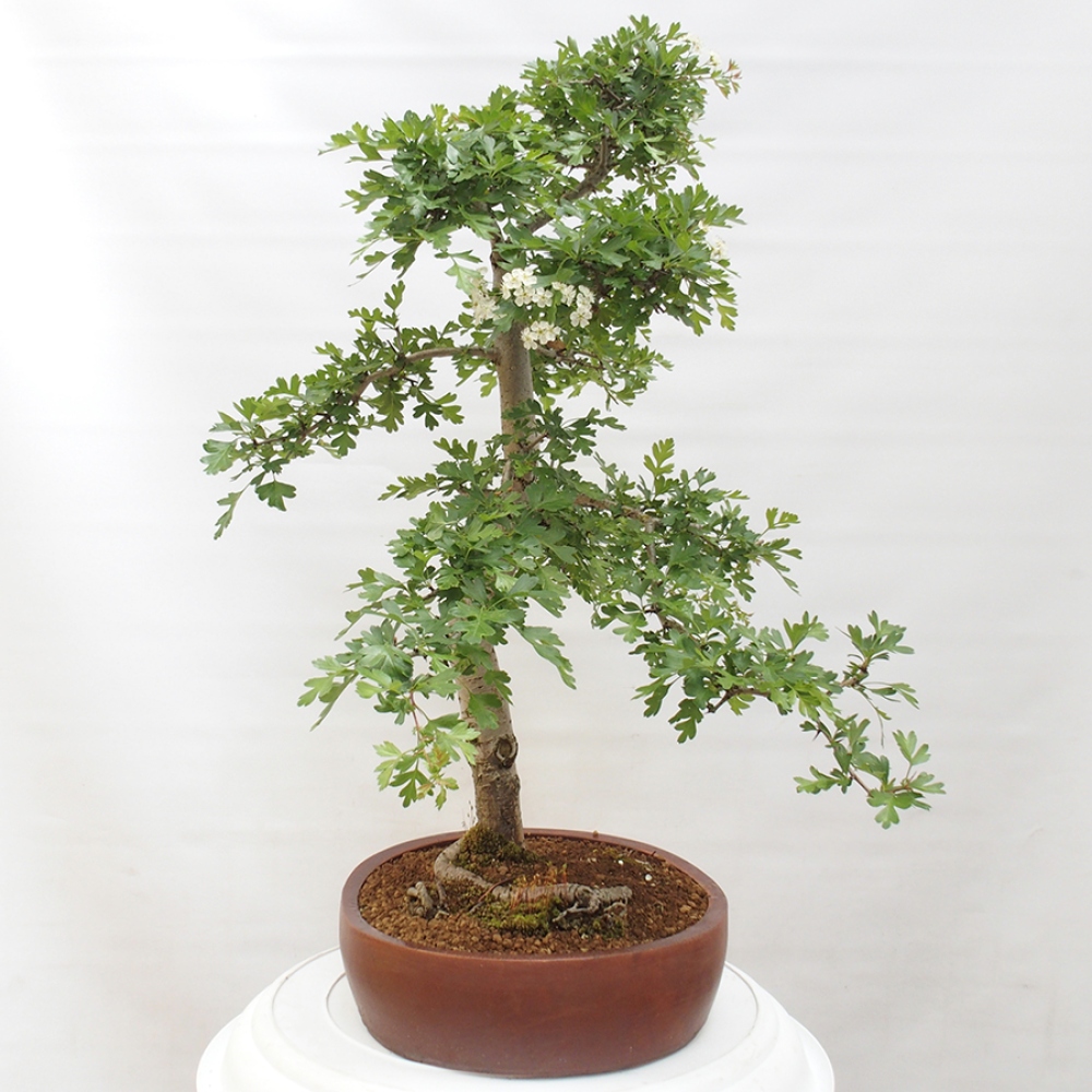 Bonsai voor buiten - Meidoorn - Crataegus monogyna
