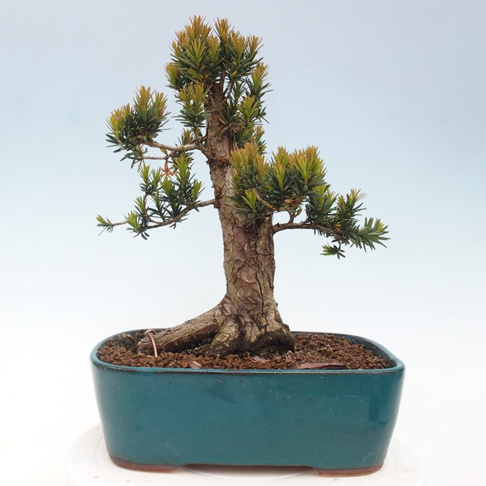 Bonsai voor buiten - Taxus cuspidata - Japanse Taxus