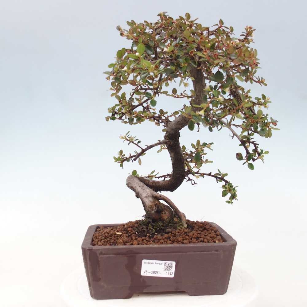 Buitenbonsai-Cotoneaster dammeri - Damer's Rock