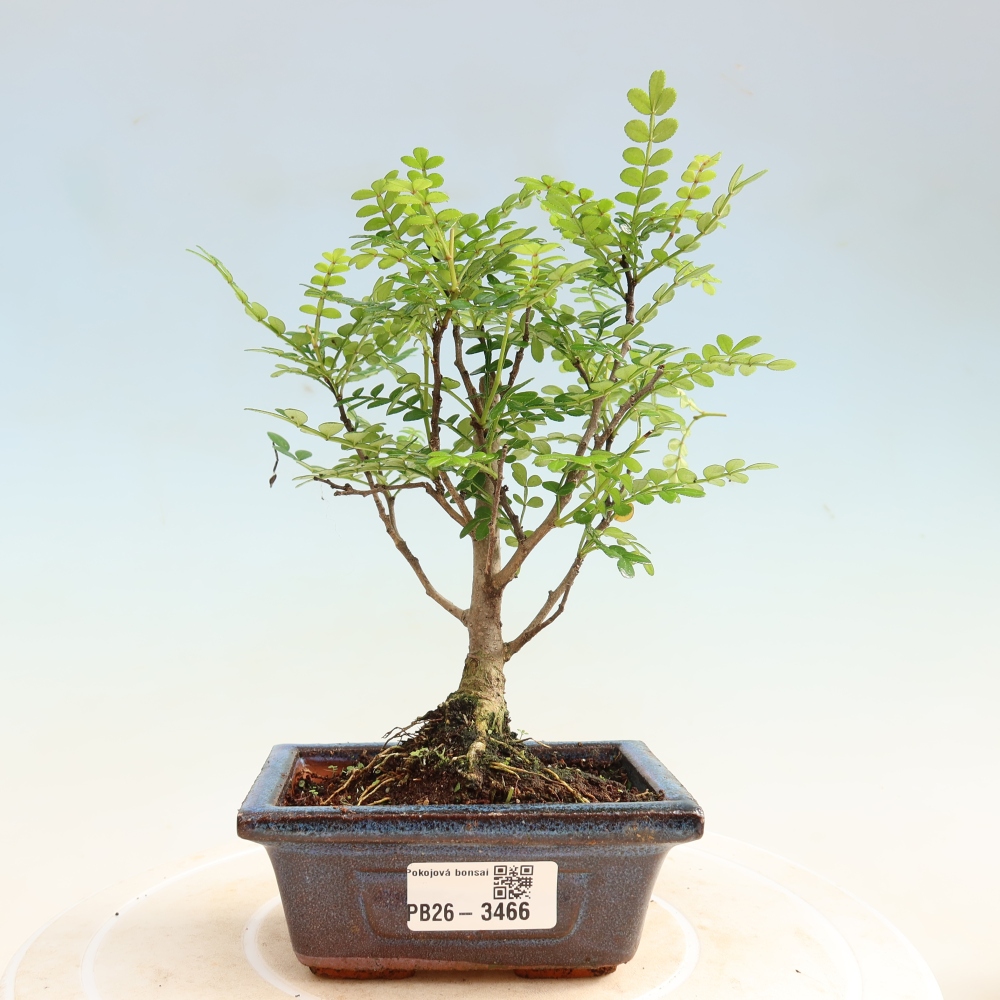 Kamerbonsai - Zantoxylum piperitum - peperboom