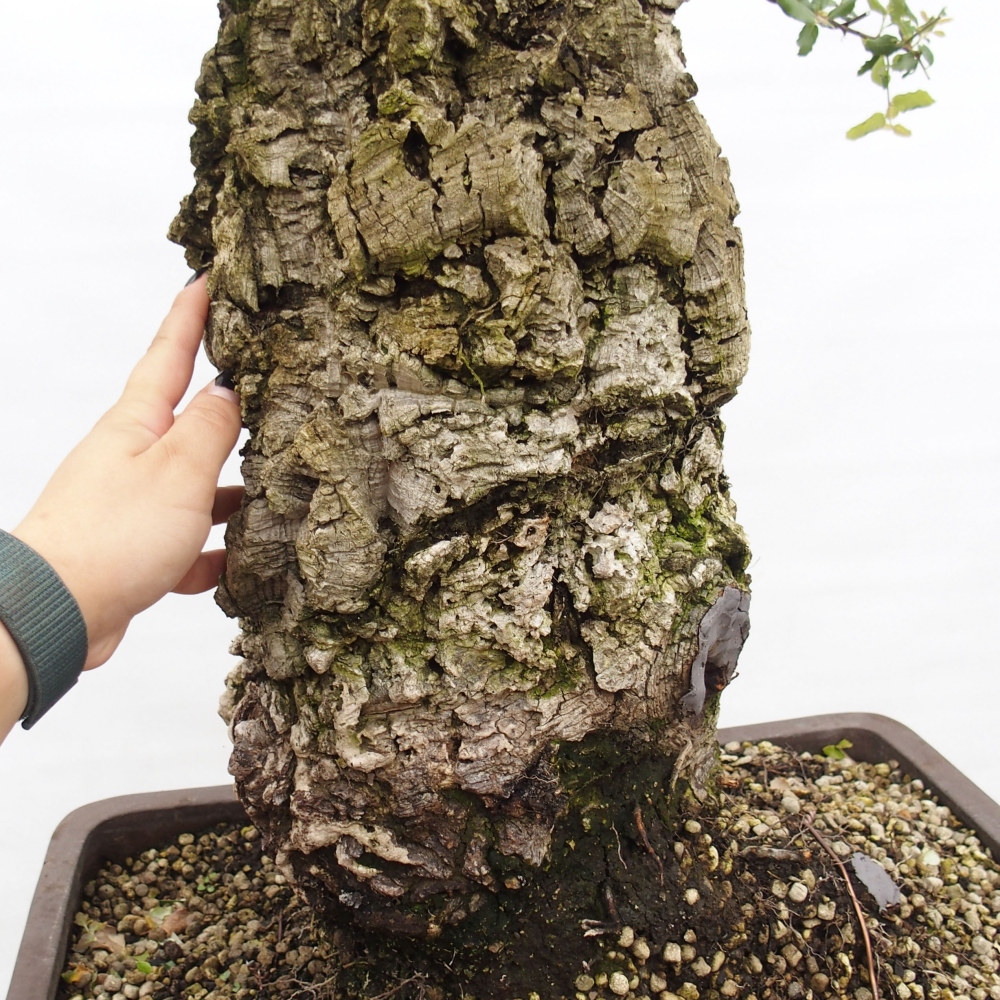 buiten bonsai Quercus suber - kurkeik
