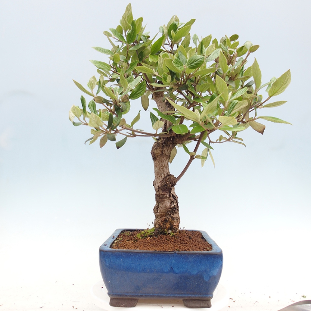 Bonsai voor buiten - Kalina Bodnanská - Viburum carlesii hemsi