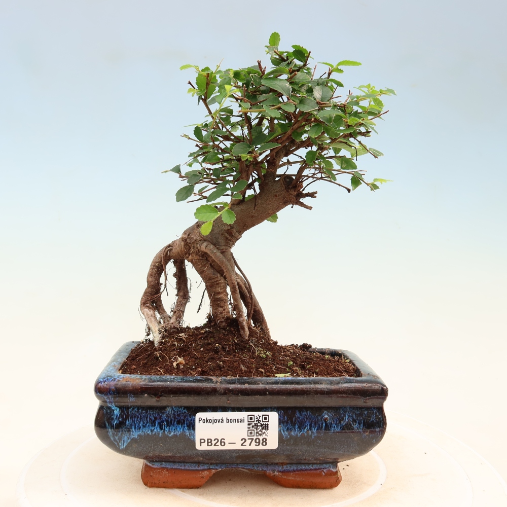 Kamerbonsai - Ulmus parvifolia - Winteriep