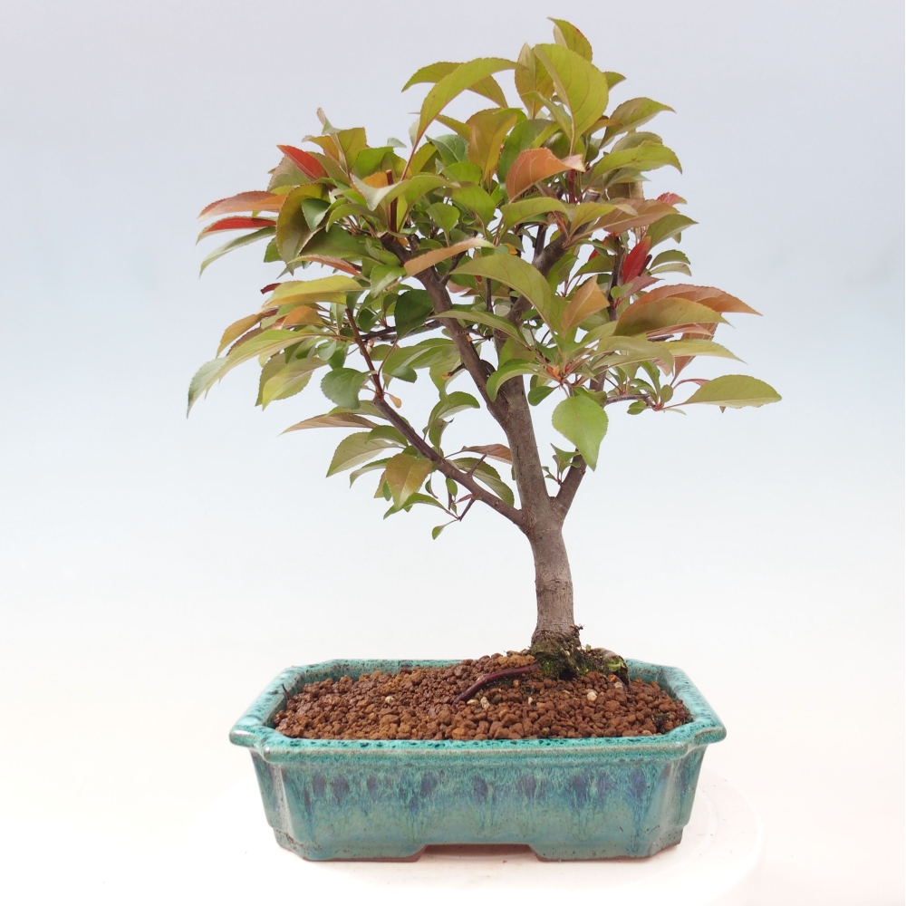 Bonsai voor buiten -Malus domestica - Roodbladige appelboom met kleine vruchten