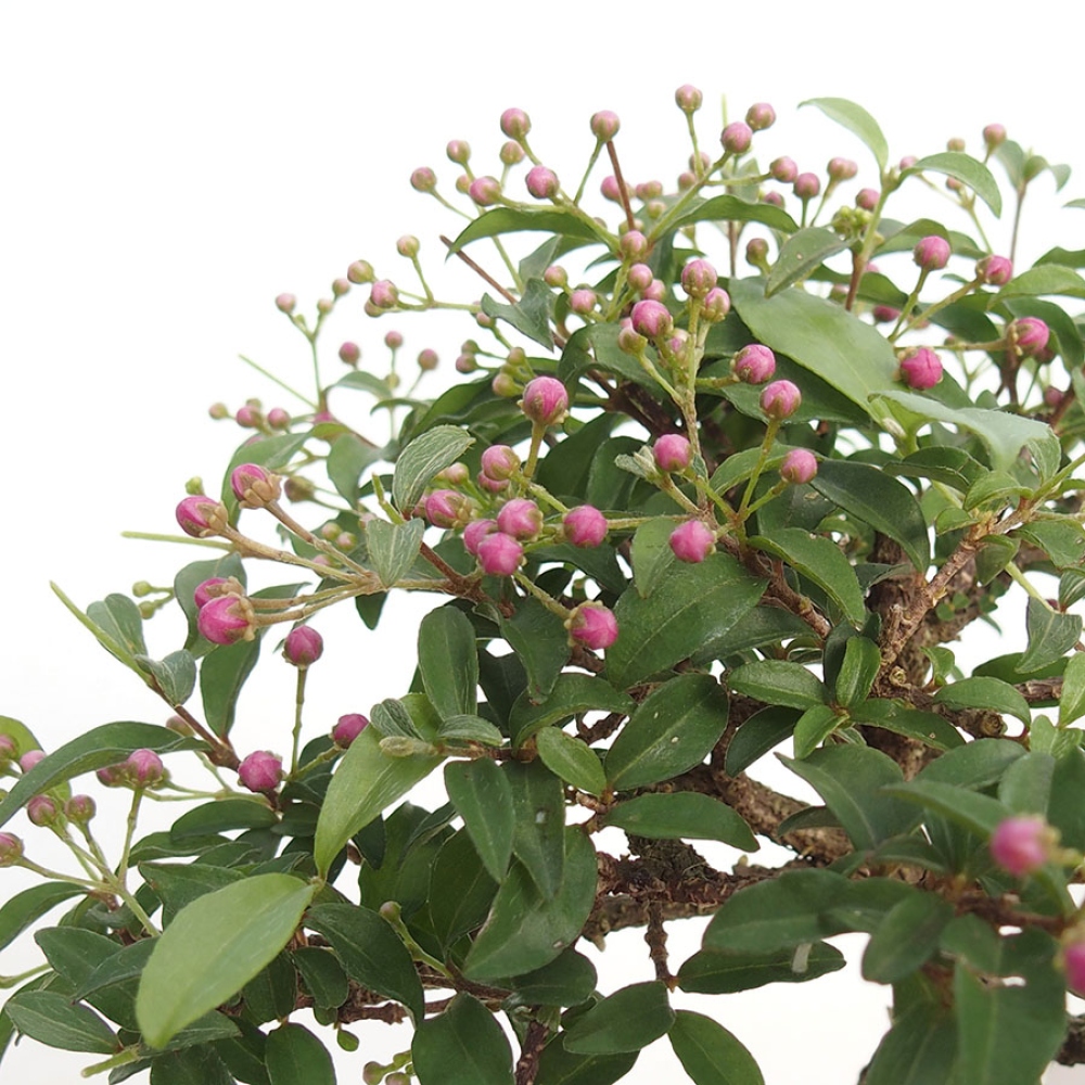 Kamerbonsai - Barbados-kers (Malpighia glabra) 